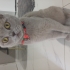 British shorthair dişi kedi fotoğraf