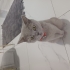 British shorthair dişi kedi fotoğraf