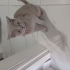 British shorthair dişi kedi fotoğraf