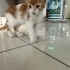 Tam bir Kucak kedisi fotoğraf