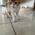 Tam bir Kucak kedisi fotoğraf