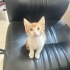 Tam bir Kucak kedisi fotoğraf