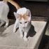 Minik kardeşler fotoğraf
