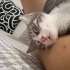 Gri renk 3.5 aylık yakışıklı minik yuvasını arıyor fotoğraf