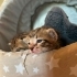 Anneleri terk etti fotoğraf
