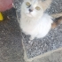 Sokaktan kurtulmak isteyen bir can fotoğraf