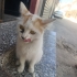 Sokaktan kurtulmak isteyen bir can fotoğraf