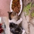 Sevecen kör kedi fotoğraf