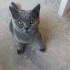 5.5 aylık yavru British shorthair fotoğraf