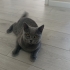 5.5 aylık yavru British shorthair fotoğraf