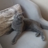 5.5 aylık yavru British shorthair fotoğraf