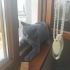 5.5 aylık yavru British shorthair fotoğraf