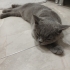 5.5 aylık yavru British shorthair fotoğraf