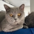 Yavaş ve dombüş fotoğraf