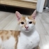 ÖMÜRLÜK YUVA ARIYORUZ fotoğraf