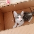 Minik için yuva arıyoruz!😻💗 fotoğraf