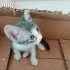 Minik için yuva arıyoruz!😻💗 fotoğraf