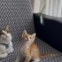 OYUNCAK CANAVARI SARMAN AİLE ARIYOR fotoğraf