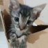 Minik Zeytine yuva arıyoruuz🫶🏻🐱💛 fotoğraf