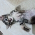 Minik Zeytine yuva arıyoruuz🫶🏻🐱💛 fotoğraf