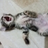 Minik Zeytine yuva arıyoruuz🫶🏻🐱💛 fotoğraf