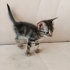 Minik Zeytine yuva arıyoruuz🫶🏻🐱💛 fotoğraf