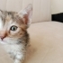Minik Şaşu kedimize yeni yuva arıyoruuz! 🐱💗 fotoğraf