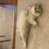 İlgi bağımlısı laf dinleyen akıllı kedi fotoğraf