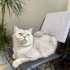 İlgi bağımlısı laf dinleyen akıllı kedi fotoğraf