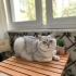 İlgi bağımlısı laf dinleyen akıllı kedi fotoğraf