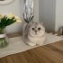 İlgi bağımlısı laf dinleyen akıllı kedi fotoğraf