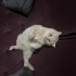 Sevimli sakin Tarçın fotoğraf