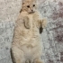 Sevimli sakin Tarçın fotoğraf
