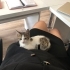 🐱 4 Aylık Kucak Delisi Zeus Erkek Bebek Yuva Arıyor (Mersin) fotoğraf