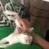 🐱 4 Aylık Kucak Delisi Zeus Erkek Bebek Yuva Arıyor (Mersin) fotoğraf