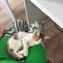 🐱 4 Aylık Kucak Delisi Zeus Erkek Bebek Yuva Arıyor (Mersin) fotoğraf
