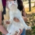 Buz mavisi gözlü cana yakın kedimize ev arıyoruz fotoğraf