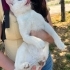 Buz mavisi gözlü cana yakın kedimize ev arıyoruz fotoğraf