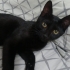 KUCAK DELİSİ TÜM EĞİTİMLERİ OLAN KEDİM MECBURİ YENİ YUVASINI ARIYOR fotoğraf