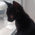 KUCAK DELİSİ TÜM EĞİTİMLERİ OLAN KEDİM MECBURİ YENİ YUVASINI ARIYOR fotoğraf