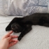 KUCAK DELİSİ TÜM EĞİTİMLERİ OLAN KEDİM MECBURİ YENİ YUVASINI ARIYOR fotoğraf