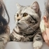 BRITISH SHORTHAİR KISIR  10 AYLIK SHADED SİLVER OĞLUMU ÜCRETSİZ SAHİPLENDİRME fotoğraf