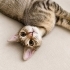 ÖMÜRLÜK YUVA ARIYORUZ EV KEDİSİ fotoğraf