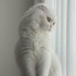 Pamuk kızıma yuva fotoğraf