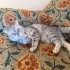 Kısır erkek kedi tüm malzemeleriyle ücretsiz sahiplendirilecek fotoğraf