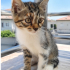 Cimcime için acil yuva aranıyor! fotoğraf