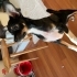 Chihuahua yavrumuzu sahiplendirmek istiyoruz fotoğraf
