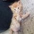 Hepsi daha 2-3 aylık fotoğraf