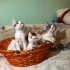 Annesiz Büyüyen Kardeşlere Ömürlük Yuva 🥺 fotoğraf
