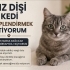 Acil yuva aranıyor fotoğraf
